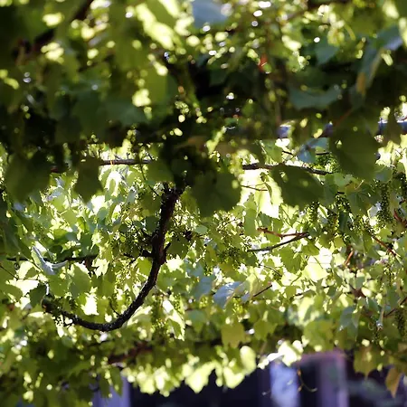 Le Sporting Szálloda Lège-Cap-Ferret