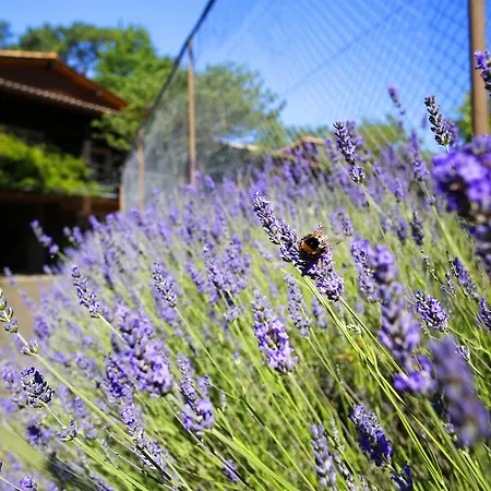 Le Sporting Lège-Cap-Ferret