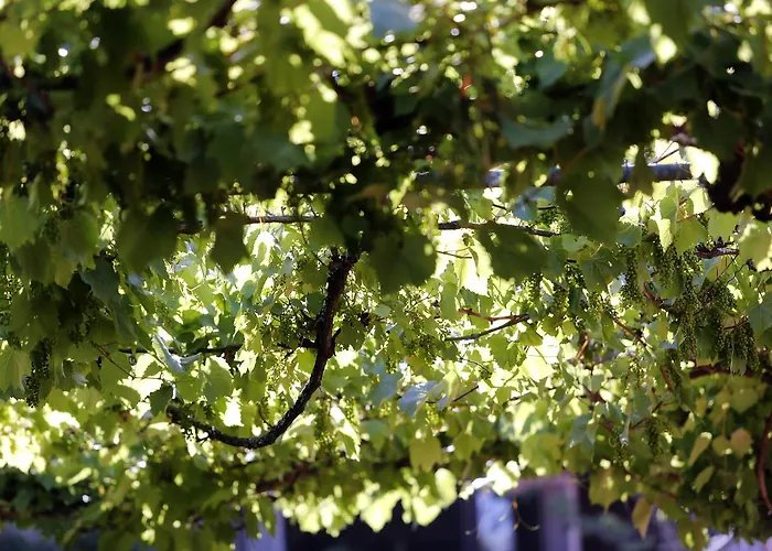 Le Sporting Hotel Lège-Cap-Ferret