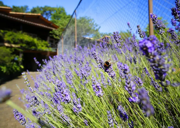Le Sporting Lège-Cap-Ferret